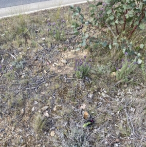 Lavandula stoechas at Gungahlin, ACT - 6 Oct 2023