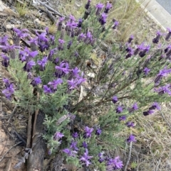 Lavandula stoechas at Gungahlin, ACT - 6 Oct 2023