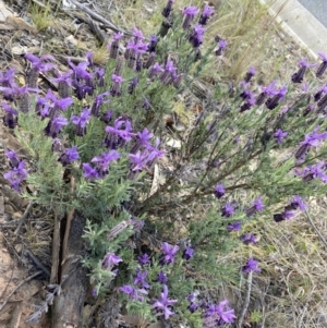 Lavandula stoechas at Gungahlin, ACT - 6 Oct 2023