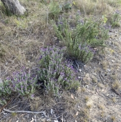 Lavandula stoechas at Gungahlin, ACT - 6 Oct 2023