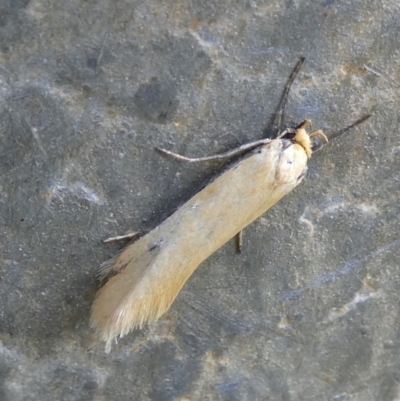 Philobota mathematica group undescribed species. (A concealer moth) at Charleys Forest, NSW - 5 Oct 2023 by arjay