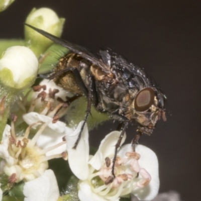 Calliphora stygia (Brown blowfly or Brown bomber) at Fyshwick, ACT - 6 Oct 2023 by AlisonMilton