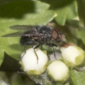 Calliphoridae (family) at Fyshwick, ACT - 6 Oct 2023