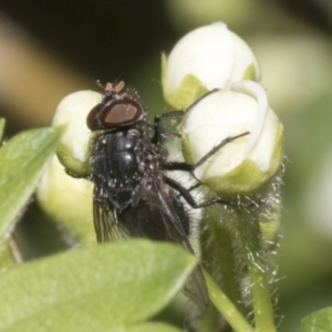 Calliphoridae (family) at Fyshwick, ACT - 6 Oct 2023