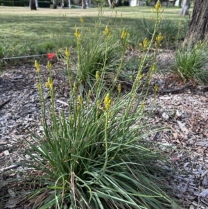 Bulbine sp. at Campbell, ACT - 6 Oct 2023