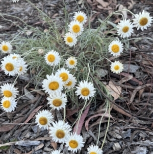 Leucochrysum albicans subsp. tricolor at Campbell, ACT - 6 Oct 2023 04:23 PM