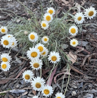 Leucochrysum albicans subsp. tricolor (Hoary Sunray) at Katoomba Park, Campbell - 6 Oct 2023 by MargD