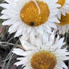 Leucochrysum albicans subsp. tricolor at Campbell, ACT - 6 Oct 2023 04:23 PM