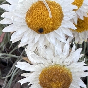 Leucochrysum albicans subsp. tricolor at Campbell, ACT - 6 Oct 2023