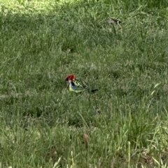 Platycercus eximius (Eastern Rosella) at Katoomba Park, Campbell - 6 Oct 2023 by MargD