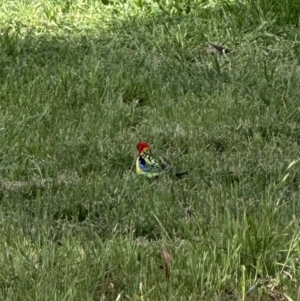 Platycercus eximius at Campbell, ACT - 6 Oct 2023