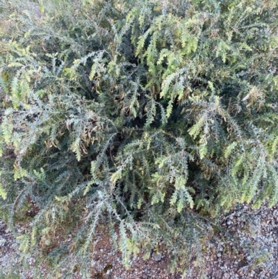 Acacia vestita (Hairy Wattle) at Mulligans Flat - 6 Oct 2023 by natureguy