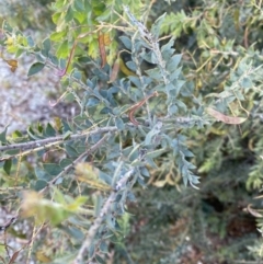 Acacia vestita at Sutton, NSW - 6 Oct 2023