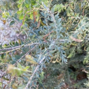 Acacia vestita at Sutton, NSW - 6 Oct 2023