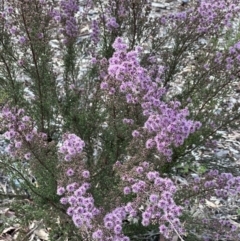 Kunzea parvifolia (Violet Kunzea) at Katoomba Park, Campbell - 6 Oct 2023 by MargD