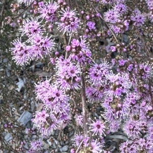 Kunzea parvifolia at Campbell, ACT - 6 Oct 2023