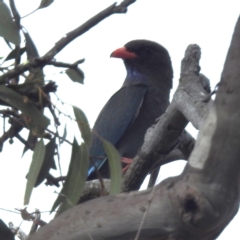 Eurystomus orientalis (Dollarbird) at Tuggeranong, ACT - 6 Oct 2023 by HelenCross