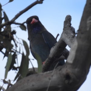 Eurystomus orientalis at Tuggeranong, ACT - 6 Oct 2023