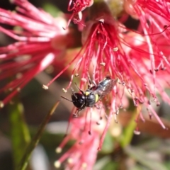 Exoneura sp. (genus) at Springwood, NSW - 26 Sep 2023 by SapphFire