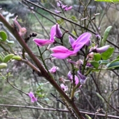 Indigofera australis subsp. australis (Australian Indigo) at Katoomba Park, Campbell - 6 Oct 2023 by MargD