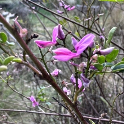 Indigofera australis subsp. australis (Australian Indigo) at Campbell, ACT - 6 Oct 2023 by MargD