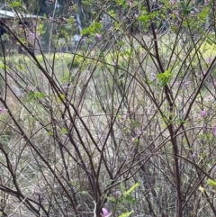 Indigofera australis subsp. australis at Campbell, ACT - 6 Oct 2023