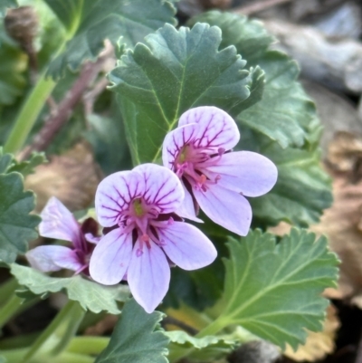 Pelargonium sp. (A Native Stork’s Bill) at Campbell, ACT - 6 Oct 2023 by MargD