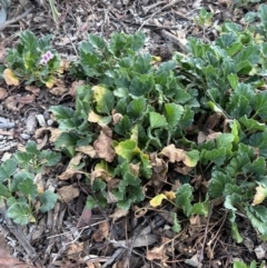 Pelargonium sp. at Campbell, ACT - 6 Oct 2023