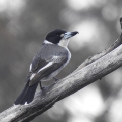 Cracticus torquatus (Grey Butcherbird) at Tuggeranong, ACT - 6 Oct 2023 by HelenCross