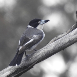 Cracticus torquatus at Tuggeranong, ACT - 6 Oct 2023 03:25 PM