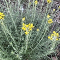 Chrysocephalum semipapposum (Clustered Everlasting) at Katoomba Park, Campbell - 6 Oct 2023 by MargD