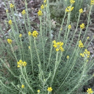 Chrysocephalum semipapposum at Campbell, ACT - 6 Oct 2023