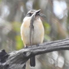 Todiramphus sanctus (Sacred Kingfisher) at Tuggeranong, ACT - 6 Oct 2023 by HelenCross