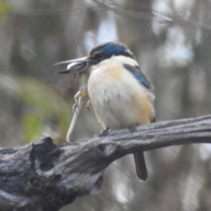 Todiramphus sanctus at Tuggeranong, ACT - 6 Oct 2023