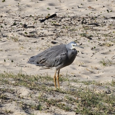 Egretta novaehollandiae (White-faced Heron) at Pebbly Beach, NSW - 6 Oct 2023 by Csteele4