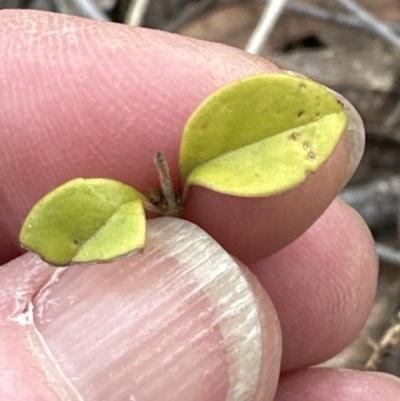 Ligustrum sinense (Narrow-leaf Privet, Chinese Privet) at Aranda, ACT - 6 Oct 2023 by lbradley