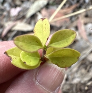 Ligustrum sinense at Aranda, ACT - 6 Oct 2023 05:24 PM