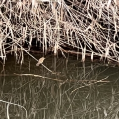 Acrocephalus australis (Australian Reed-Warbler) at Umbagong District Park - 6 Oct 2023 by JimL