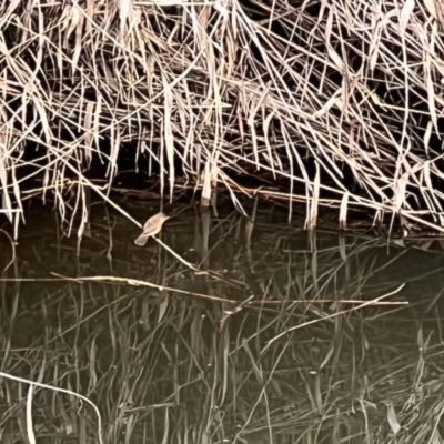 Acrocephalus australis (Australian Reed-Warbler) at Latham, ACT - 6 Oct 2023 by JimL