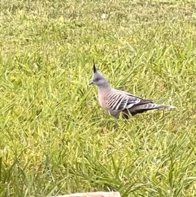 Ocyphaps lophotes (Crested Pigeon) at Holt, ACT - 6 Oct 2023 by JimL