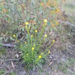 Xerochrysum viscosum (Sticky Everlasting) at Wanniassa Hill - 6 Oct 2023 by Mike