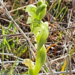 Hymenochilus cycnocephalus at Tuggeranong, ACT - suppressed