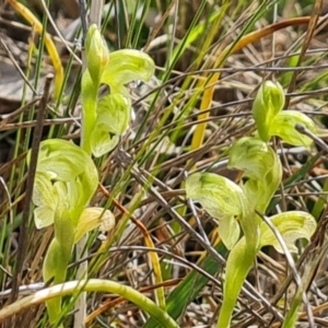 Hymenochilus cycnocephalus at Tuggeranong, ACT - suppressed