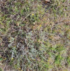 Chrysocephalum apiculatum (Common Everlasting) at Tuggeranong, ACT - 6 Oct 2023 by Mike