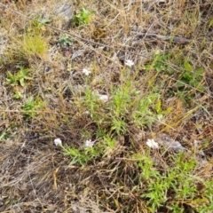 Vittadinia muelleri (Narrow-leafed New Holland Daisy) at Tuggeranong, ACT - 6 Oct 2023 by Mike