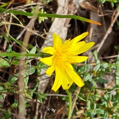 Microseris walteri (Yam Daisy, Murnong) at Wanniassa Hill - 6 Oct 2023 by Mike