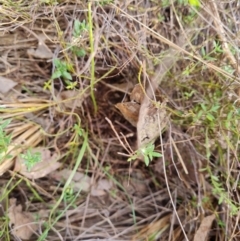 Microseris walteri at Tuggeranong, ACT - 6 Oct 2023