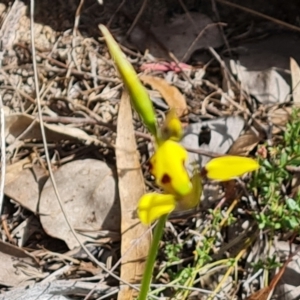 Diuris sulphurea at Tuggeranong, ACT - 6 Oct 2023