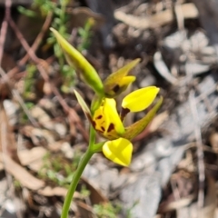 Diuris sulphurea at Tuggeranong, ACT - 6 Oct 2023