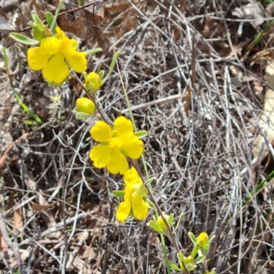 Hibbertia obtusifolia (Grey Guinea-flower) at Farrer, ACT - 6 Oct 2023 by Mike